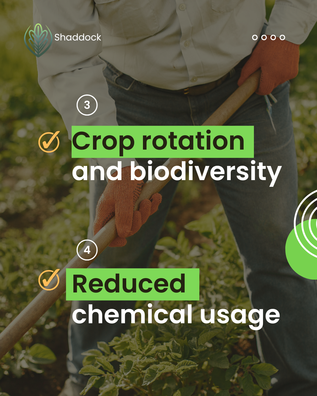 Shaddok Co. - Image 4